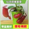 Las plantas carnívoras en maceta son plantas verdes perennes que atrapan y comen insectos, repelen mosquitos y son fáciles de mantener en balcones y en interiores.. Son flores resistentes al calor