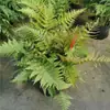 Helecho de Boston Planta en Maceta, Planta Verde en Maceta Grande Colgante, Fácil de Mantener en Interiores, Perenne Todo el Año, Helecho de Boston Dorado, Helecho Rey