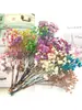 Pacote de Material DIY Flor Eterna 1g Gradiente Cabeça Grande Mosquitinho Estrela Milionária Buquê de Flores Secas Flor Eterna Flor Real