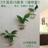 Maceta Acrílica de Pared Hidropónica para Pothos, Botella, Colgante de Pared, Pecera, Decoración de Pared, Restaurante, Sala de Estar, Pared de Fondo, Maceta