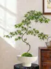 Bonsái de Arce de Agua Corriente con Forma Planta Verde Purificadora de Aire Adorno Decorativo Estilo Zen Chino para Sala de Estar Fácil de Cultivar para Principiantes Bonsái