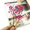 Pacote de Material DIY Flor Eterna 1g Gradiente Cabeça Grande Mosquitinho Estrela Milionária Buquê de Flores Secas Flor Eterna Flor Real