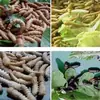 Cría de gusanos de la harina Gusanos de la harina vivos Suministro de gusanos de la harina Gusanos de cebada Una variedad de insectos especiales Grande Favorablemente