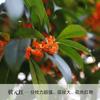 Una pieza de plantones de osmanthus, osmanthus dorado de agosto, osmanthus, patio, casa grande, plantas en maceta resistentes al frío, cuatro