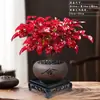 Planta em Vaso Nandina Chama, Planta Verde Resistente ao Frio com Folhas Vermelhas, Adequada para Uso Interno e Externo, Sala de Estar, Varanda, Fácil de Manter o Ano Todo, Planta Bonsai