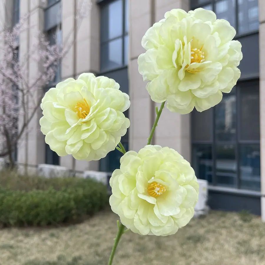 3头水芙蓉-xzmjcx-浅绿.JPG