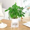 Maceta de plástico estilo nórdico transparente hidropónica para plantar, árbol de la fortuna, pino Luo Han verde, para oficina, interior