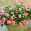 Semillas de Impatiens de Flor Doble, Semillas de Caléndula, Plantas de Maceta para Balcón, Flores Experimentales para Estudiantes Fáciles de Cultivar
