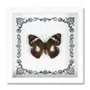 Espécime de Borboleta Real Decoração de Casa DIY Moldura de Madeira para Fotos Suprimentos de Pintura Decorativa Avançada Presente Moderno Presente Criativo