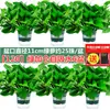 Base de maceta de rábano verde Cabello liso Hidropónico interior Planta trepadora larga Hoja grande Cesta verde Venta al por mayor Planta verde Hogar Casa nueva Eliminación de formaldehído