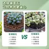 Partículas de piedra flor creciendo ciervo Pantano partículas suculentas suelo vermiculita Perla flores volcánicas suelo Jade Rojo piedra de pavimentación piedras pequeñas