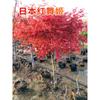 Plántulas de Arce Rojo, Arce Rojo Japonés Rojo de Cuatro Estaciones, Bonsái Red Dancer, Árbol Grande en Maceta, Planta para Enverdecer el Patio, Arce Rojo de Tres Estaciones