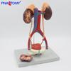 Modelo del Sistema Urinario Anatomía del Riñón Vejiga Móvil Vena Departamento Urinario Accesorios de Exhibición Órgano Humano Enseñanza Anatomía