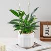 Maceta de Plástico Grueso Rayada Casual Escandinava con Flor de Simulación Maceta de Decoración para el Hogar Tamaño Pequeño Maceta de Escritorio Venta al por Mayor