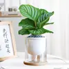 Plantas hidropônicas fáceis de cultivar em ambientes internos Calathea Maçã Verde planta verde planta em vaso adequada para todas as estações sala de estar escritório mesa folhas grandes tolerante à sombra