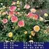 Plántulas de rosa, rosal trepador, árbol con floración extra grande, planta trepadora, flor trepadora para pared de balcón, rosal en maceta, florece todo el año