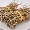 Dendrobium candidum, Arroz fengdou, Dendrobio Huoshan, al por mayor, goma, sin residuos, polvo de Dendrobium, Dendrobium