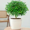 Flores en maceta de madera de pimienta fragante auténtica plantas repelentes de mosquitos para interior y exterior plántulas pila vieja bonsái muri plantas verdes