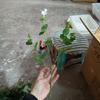 Flor Simulada Tulipa PU Flor Realista Falsa Flor Transfronteiriça Buquê de Casamento Casa Sensação Hidratante Atacado Gipsofila