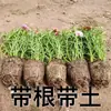 Plántulas de Girasol de Flor Doble, Ramas Perennes con Yemas, Plantas de Raíz de Colores Mixtos, Plantas Verdes en Maceta, Florales Floreciendo en Todas las Estaciones
