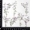 Novo Xiaoxia Grama Por todo o Céu Estrela Flor Seca Natural Japonesa Defletores Gotejando Cola Capa para Celular Porta-Retrato Marcador de Página Flor Decorativa para Arte de Unhas