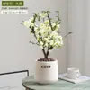 Wanfang Coroa da Longevidade Flor Begônia em Vaso Resistente ao Frio Seda de Jade Colorida Muda de Jardim Velho Tronco Flor de Bonsai Planta Anã