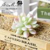 012 Série Branca Aveludada Suculentas Suprimentos Criativos DIY Acessórios Flores de Plástico Dropshipping Flores Artificiais
