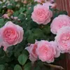 Hacker Queen Jugo Rosa Maceta Balcón Patio Villa Flor Planta Cuatro Estaciones Dropshipping