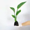 Remoção de Formaldeído Ave do Paraíso Hidropônico Planta Verde Puxar Flor Planta em Vaso Sempre-verde Purificação do Ar Interno Fácil de Cultivar