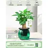 Árbol del Dinero Maceta Flores, Sala de Estar, Casa Próspera, Plantas Verdes, Fácil de Cultivar en Todas las Estaciones, Árbol del Dinero, Plantas Hidropónicas de Escritorio para Oficina