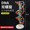 Modelo de estructura de doble hélice de ADN, modelo de estructura molecular de formato grande para preparatoria, cadena de desoxirribonucleótidos J33306 de 60 cm