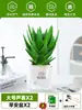 Ciudad sin Noche Planta de Aloe Vera en Maceta Planta Verde Purificadora de Aire de Interior Suculenta para Escritorio de Oficina Flor de Cuatro Estaciones Cactus Plántula de Aloe Vera