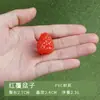Atacado Personalizado Modelo de Morango Simulador Plástico PVC Frutas Falsas Decorações Adereços para Fotografia Ensino Infantil