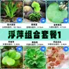 Cuenco de Loto de una Hoja Flor Acuática de Loto Planta Hidropónica Balcón Interior Floración Cuatro Estaciones Acuario con Maceta Loto Flotante