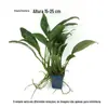 Aquário de peixes Banyan aquático afundado madeira paisagismo pedra vulcânica Mini pequeno Banyan aquático negativo preguiçoso novato sem CO2 água grama atacado