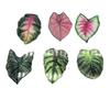 Tyct001-004 Criativo Acrílico Planta Tropical Imã de Geladeira Magnético Decoração de Geladeira Folha Adesivo Magnético
