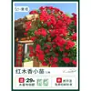 Plántulas de Flores Leñosas Amarillas, Enredaderas Trepadoras, Plántulas Leñosas Doble Rojo y Blanco, Rosas, Florales de Floración Cuatro Estaciones, Plantas en Maceta para Balcón y Patio