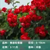 Mudas de Roseira Trepadeira Florescem em Todas as Estações, Mudas de Roseira Trepadeira, Trepadeiras, Florais Grandes para Pátio, Vasos de Flores para Varanda