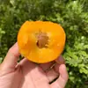 Plántulas de Albaricoque Dulce de Una Pieza para Envío Directo para Plantar en el Norte y Sur, Plantación en las Cuatro Estaciones, Plántulas de Fruta de Albaricoque Injertadas de Fruta Extra Grande, Plantas en Maceta