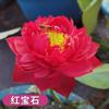 Loto Ornamental en Maceta Acuicultura Loto Comestible Plántulas Semillas de Lirio de Agua Nenúfares Semillas de Flores Plantas de Estanque Hidropónicas