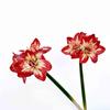 Clivia High-End Pu Borracha Macia Amarílis Flores Artificiais Decoração de Entrada de Casa Flores Flores Artificiais Arranjo de Flores Ornamentos Adereços para Fotos