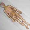 Sistema nervoso sistema nervoso central cérebro medula espinhal sistema anatomia sistema nervoso central cérebro e medula espinhal