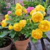 Planta de Rosas para Balcón con Semillas de Rosa, Rosas en Maceta de Fragancia Fuerte Todo el Año, Plantas de Flores Extra Grandes para Balcón y Patio