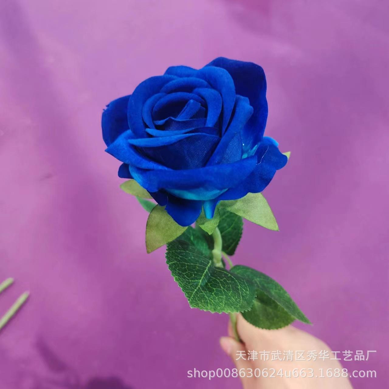 杨玉刚玫瑰深蓝