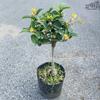 Plántulas de Osmanthus Tianxiang Taige en maceta, bonsái injertado, pila antigua, tocón de árbol nativo, fragancia intensa, dorado en flor en todas las estaciones.