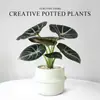 Lírio-do-calla Planta Verde Pequena para Mesa de Escritório Planta em Vaso para Interior Jardim de Infância Celebridade da Internet Calathea Estação de Trabalho Planta Fácil de Cuidar