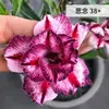 Mudas de Rosa do Deserto Dobrada em Vasos, Plantas Verdes de Floração Quatro Estações, Mini Bonsai de Tronco Velho para Interior e Varanda com Floração Contínua