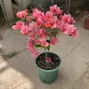 Buganvilia con Flores, Sandía No Dulce en Maceta Planta Trepadora, Plántulas Grandes, Cereza Verde de Interior, Flores y Plantas Verdes para Balcón y Patio