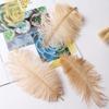 Ventas Directas de Fábrica Grandes Cantidades en Stock Plumas de Avestruz de 15-20cm Plumas para Arreglos Florales de Boda Accesorios para Actuaciones Escénicas