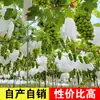 Uvas Rosas Sunshine Autênticas Fruta Fresca 2,5kg Uvas Qingwang Sem Sementes Uvas Verdes Aromáticas Sazonal Caixa Inteira